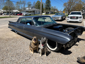 Two dogs sitting in front of a classic Cadillac on a street.
